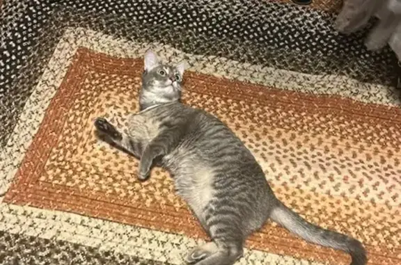 Lost Cat in KC: Loves Treats & Playtime