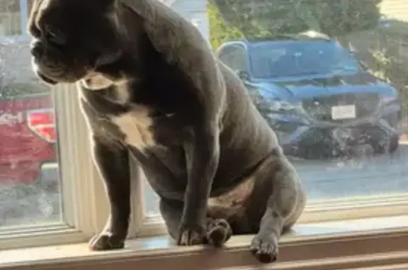 Lost Dark Grey Dog on Centre Avenue