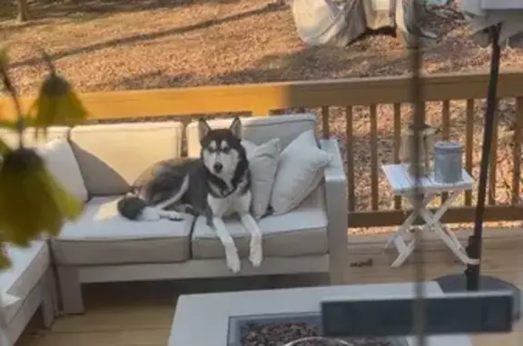 Found dog Sanford, photo: Friendly Found Dog on Pebblebrook Dr!