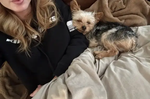 Lost Tea Cup Yorkie in Phoenix, AZ