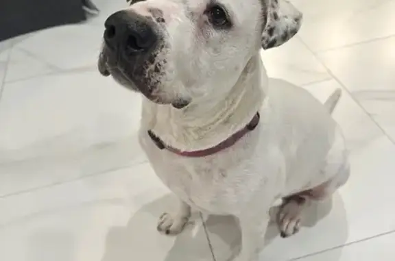 Lost Dog: White with Brown Spots, Houston
