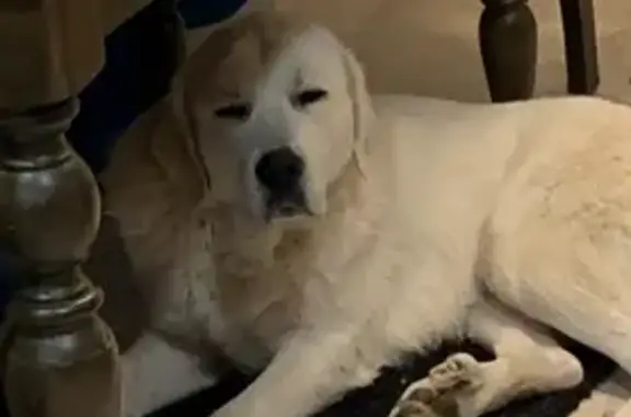 Missing dog Charlestown, photo: Lost White Dog in Charlestown Area