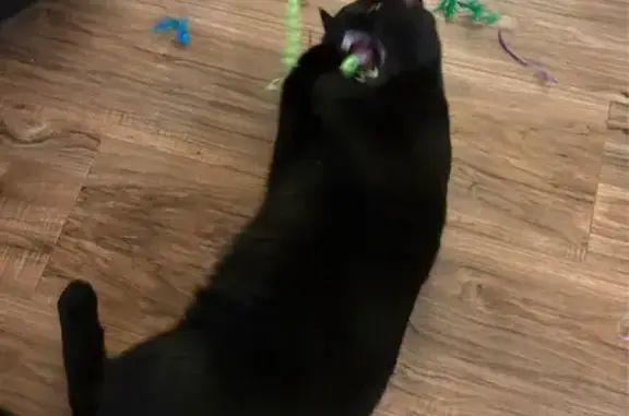 Found: Black Cat with Yellow E...