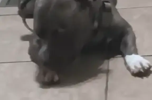 Help Find Our Lost Pit: Blue, Friendly & Loved