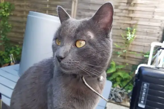 Chat gris aux yeux verts perdu à Canéjan - photo