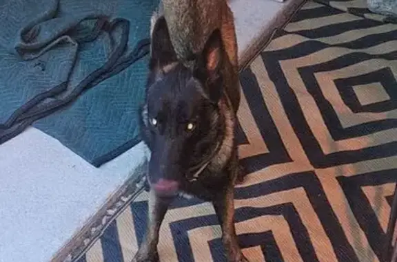 Found dog Desert Edge, photo: Lost Belgian Malinois: Found in RV Park