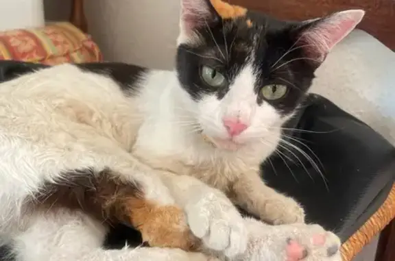 Chat perdu, Sarrians, photo: Chatte perdue, pelage unique à Sarrians