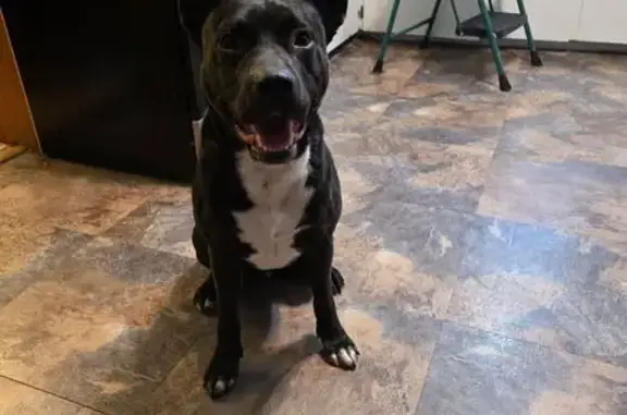 Found dog Whitesboro, photo: Friendly Black & Brown Dog Found Loose