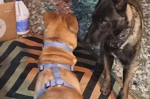 Found dog Desert Hot Springs, photo: Lost Belgian Malinois: Found in Desert Hot Springs