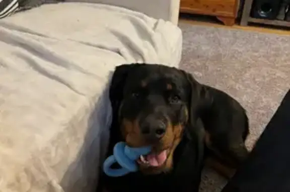 Lost Dog on Westbranch Hwy, Linntown