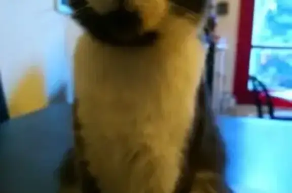 Chatte perdue, gris foncé et blanc, Bondy - photo