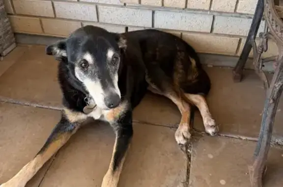 Lost pets Onkaparinga, photo: Friendly Lost Kelpie on Chardonnay Blvd