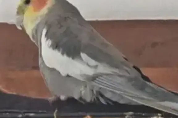 Oiseau échappé à Strasbourg, secteur Faubourg - photo