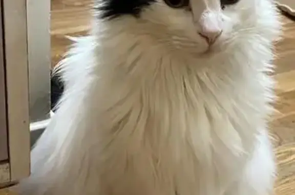 Se Busca: Gato Blanco con Boina Negra en Aigües