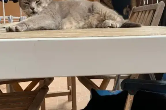 Chatte tigrée grise perdue à Martigues - photo