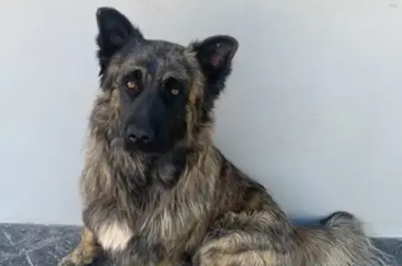 Perro Perdido en Ramblillas: ¡Ayuda!