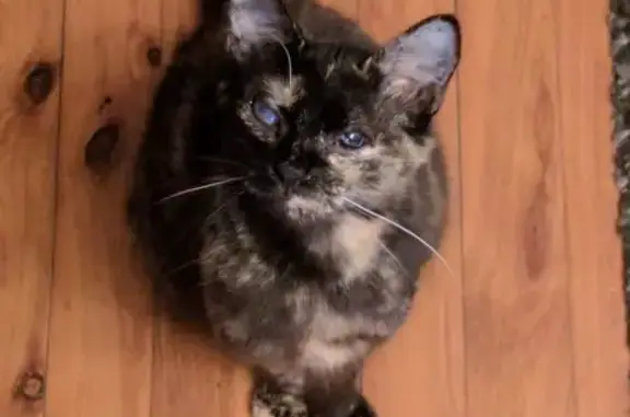 Lost Tortoiseshell Cat: Oakes Rd, Sydney