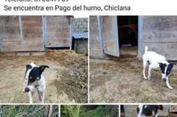 Perro encontrado Chiclana de la Frontera, foto: Perro Bodeguero Cariñoso Encontrado en Chiclana