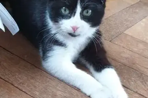 Animaux trouvés , photo: Chatonne douce 6-8 mois trouvée à Dangeau