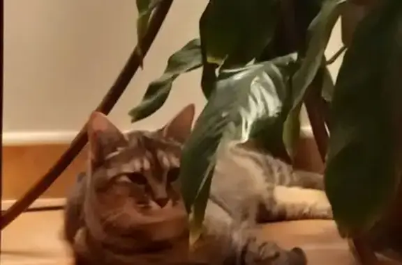 Chatte grise Réglisse disparue à Malves - photo
