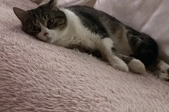 Chatte blanche et tigrée perdue à Romanswiller - photo