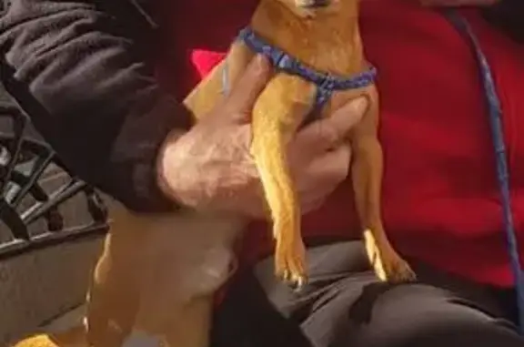 Perro Chihuahua Marrón Perdido en Fuengirola