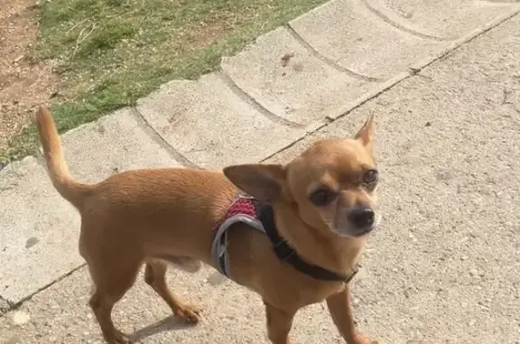 ¡Ayuda! Chihuahua Marrón Perdido en Fuengirola