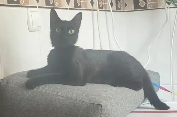 ¡Gata Perdida! Joven, Amigable y Ojos Amarillos