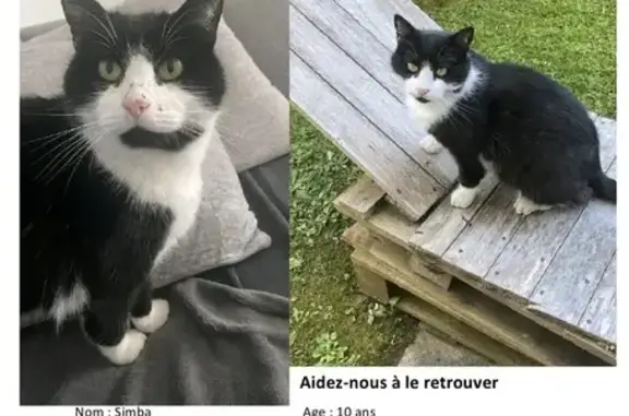 Animaux perdus , photo: Chat mâle noir et blanc perdu à Paimpol