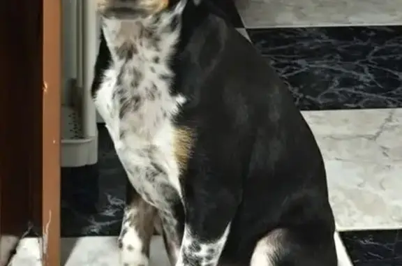 ¡Perro Cachorro Perdido en Utrera!