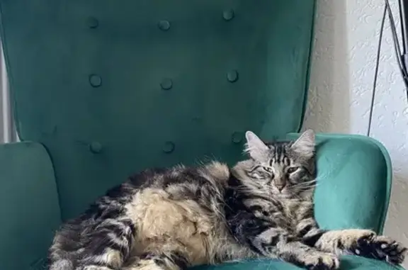 Chat noir tigré perdu à Montpellier - photo