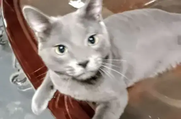 Missing cat New York, photo: Lost Gray Cat, West 150th St, NYC