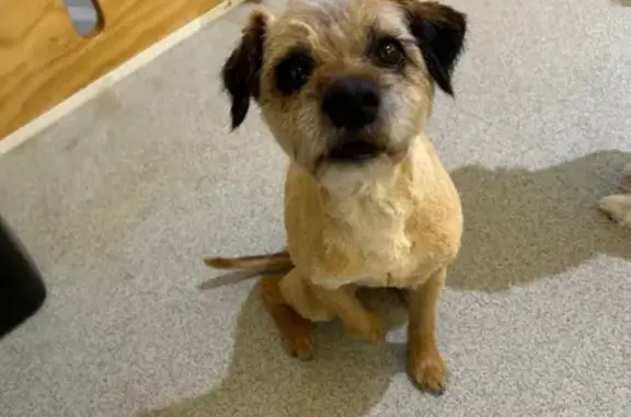 Lost pets Melbourne, photo: Lost Terrier: Tan/Baige, Kinkora Rd, Melb