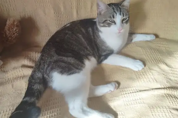 ¡Gata Perdida en El Campello! Ayúdanos