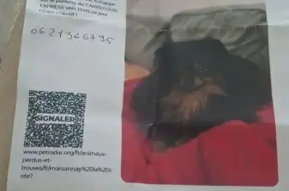 Chien perdu noir et feu à Marsannay-la-Côte - photo