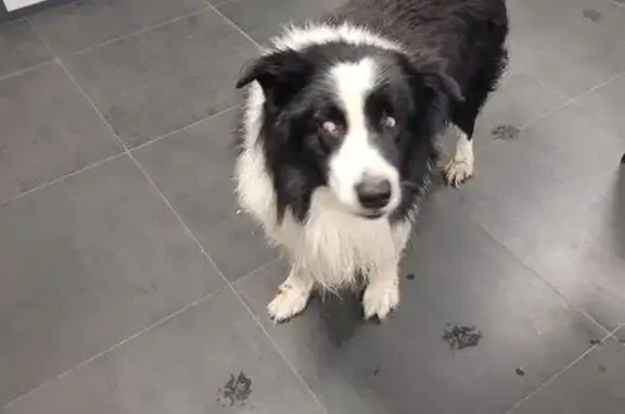 Chien perdu noir/blanc, blessé, Beychac - photo