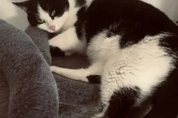 Chat perdu : Titi, mâle noir et blanc, câlin - photo