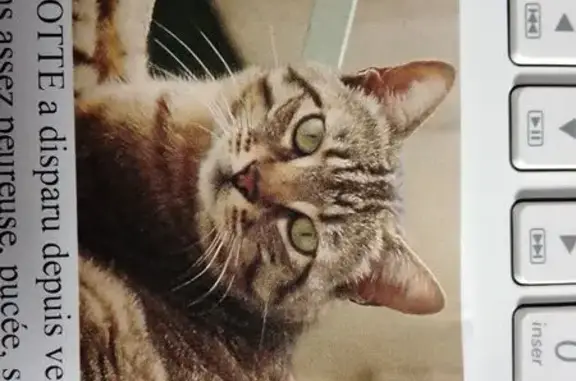 Animaux perdus Nîmes, photo: Chatte tigrée 16 ans perdue à Nîmes