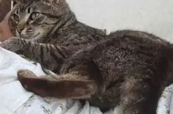 Gatos perdidos, , foto: Se busca: Gato asustadizo y enfermo