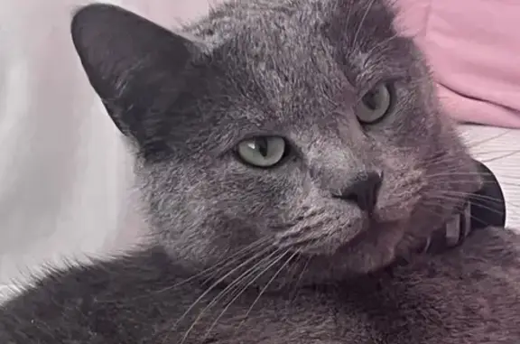 Lost Russian Blue Cat in Saratoga Springs