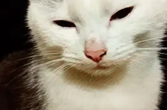 Animaux perdus , photo: Chat perdue Broons : tête blanche, collier vert