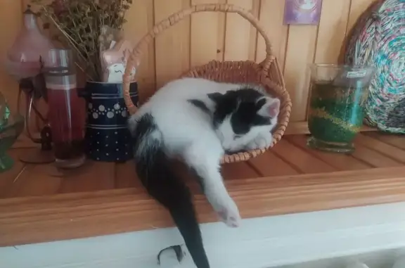 Зникла кішка: Білий з чорним х...