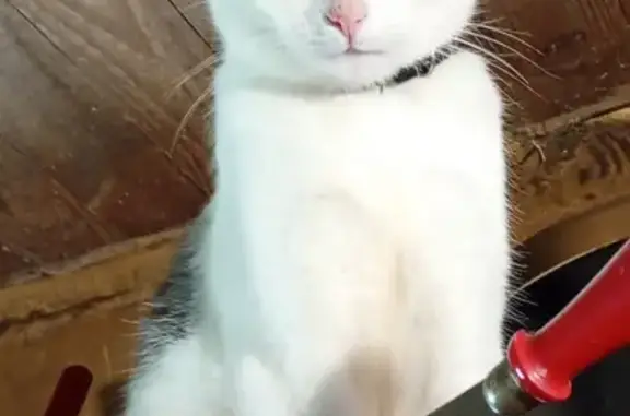 Chat perdu, , photo: Chat Patate volé à Rouillac, Bretagne