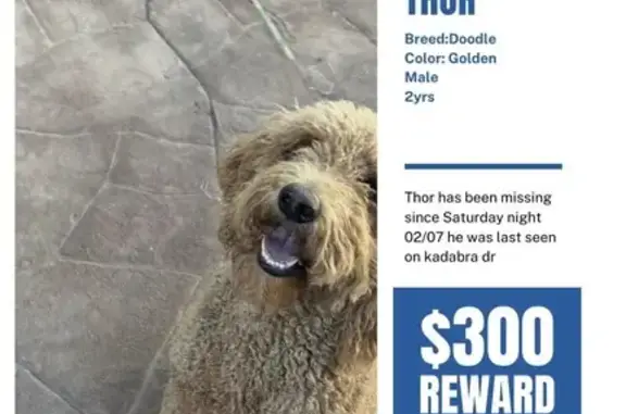 Lost Golden Doodle: Friendly 2-Year-Old