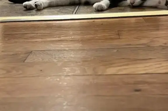 Lost 4-Month-Old Kitten on E 9th St