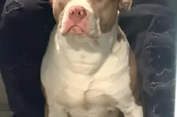 Lost Dogs: Brothers Missing on Milton Ave