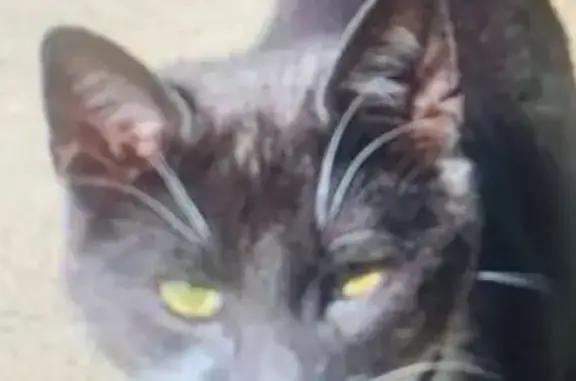 Chat gris volé à Rouillac, Bretagne - photo