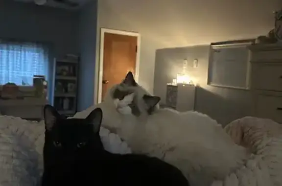 Missing cat Ypsilanti, photo: Lost Black Cat: Friendly, Bald Spots, Help!