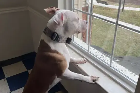 Lost Dog: White & Brown in Waldorf