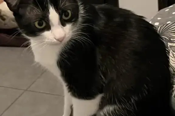 Chat perdu : Tao, 4 ans, noir et blanc - photo